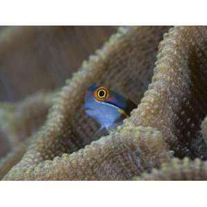 Blenny Fish Poking Its Head Out of Coral, Raja Ampat, Indonesia 