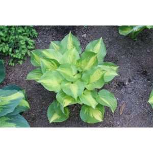  Dance With Me Hosta Patio, Lawn & Garden