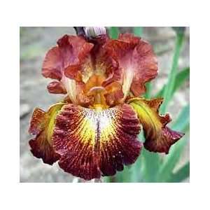  Reblooming Paprika Fonos Bearded Iris Rhizome 3/5 