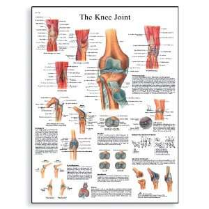 3B Scientific VR1174UU Glossy Paper Knee Joint Anatomical Chart 