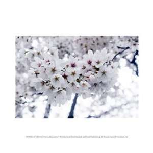  Liebermans PPFPVP0553 White Cherry Blossoms 10.00 x 8.00 