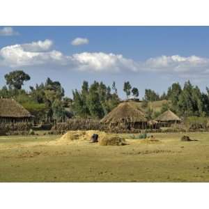  Farmer Gathers Dry Grass, North Of Addis Ababa, Ethiopia 