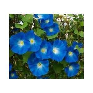  Todds Seeds   Morning Glory, Heavenly Blue Seed   1oz 