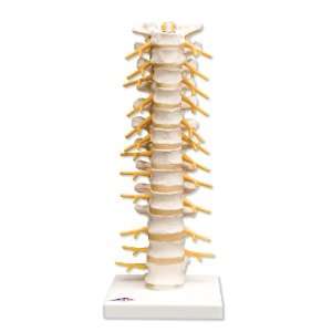 Thoracic Vertebrae Model  Regional Spinal Series #2 of 3  