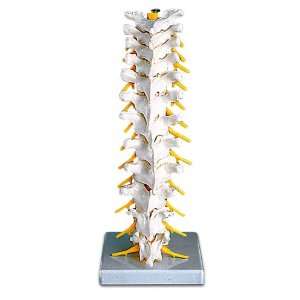  Thoracic Spinal Column