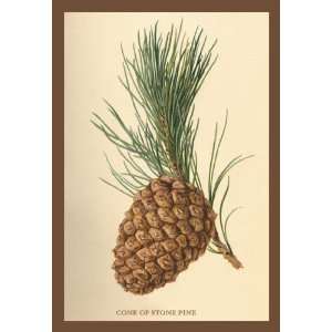  Buyenlarge 17600 8P2030 Cone of a Stone Pine 20x30 poster 