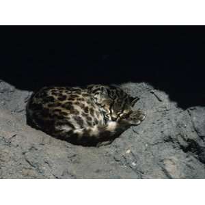 Long Tailed Spotted Cat or Moray (Leopardus Wiedii) Curled Up in Sleep 