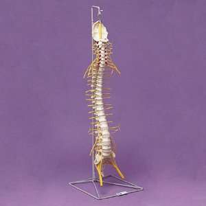  Nasco Spinal Column W/ Nerves Model   Model SB01603U 