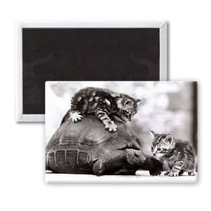  Two young kittens playing with a slow moving   3x2 inch 
