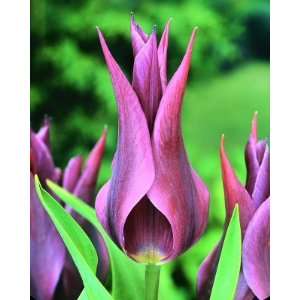  Maytime Tulip Seed Pack Patio, Lawn & Garden