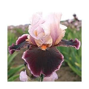  Pass the Wine Pastel Reblooming Iris