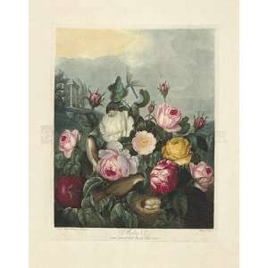  Thorntons Temple of Flora, Plate 6, Roses Kitchen 