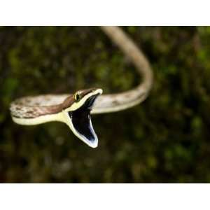 Close Up of a Vine Snake with its Mouth Open, Costa Rica 