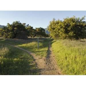 Divided Path on the Multi Use Trail System in Ojai, California 