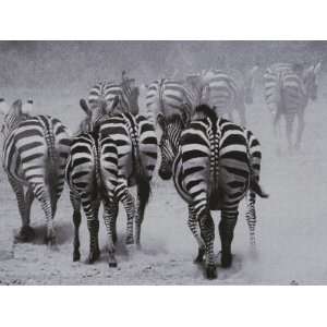  Zebras Kick up a Dust Storm as They Head out of the Area 