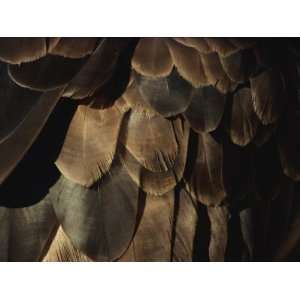  A Close View of an American Bald Eagles Feathers Stretched 