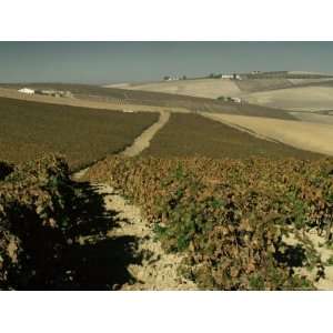  Vineyards Near Jerez, Cadiz, Andalucia, Spain Photographic 