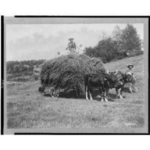  Ox drawn hay wagon,1903,Taber Prang Art Co,farming