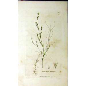  1804 Buffonia Tenuifolia Sowerby Botanical Grass Plant 