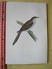  BIRD PRINT,YELLOW B​ILLED CUCKOO,History British Birds,1895 189​7