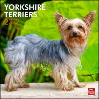 Yorkshire Terriers 2012 Wall Calendar 9781421679150  