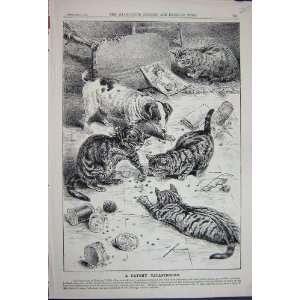 1891 Advertisement Beechams Pills Kitten Cats Pets