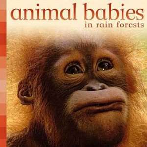  Animal Babies In Rain Forests
