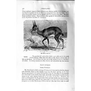    NATURAL HISTORY 1894 ORIBI WILD ANIMAL AFRICA PRINT