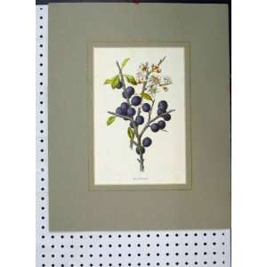  Blackthorn Flower Berries C1896 Hand Coloured Print
