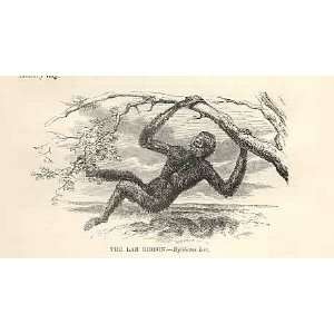  The Lar Gibbon 1862 WoodS Natural History Monkey