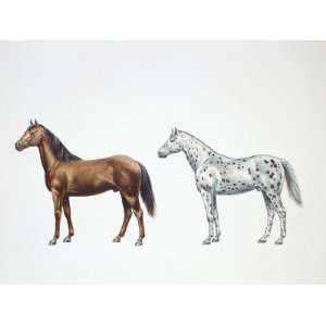Quarter Horse and Appaloosa Horse (Equus Caballus), Illustration 