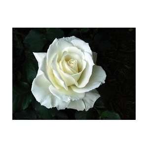  Tineke White Rose 20 Long   100 Stems Arts, Crafts 