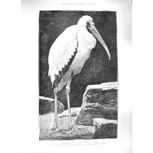   1889 TANTALUS STORK BIRD MOSQUE MAYBURY WOKING DEKKE