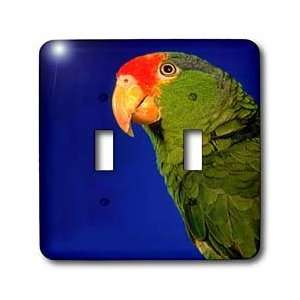  Birds   Green Cheeked  Parrot   Light Switch Covers 