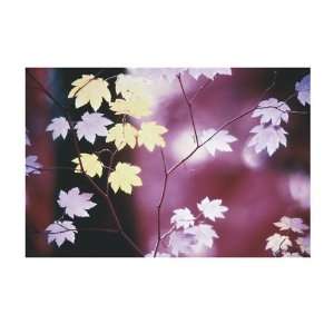  Vine Maple Tree by Paul Edmondson. Size 17.75 X 26.75 Art 
