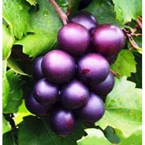  Hirts Alachua Muscadine Grape Plant   Self Pollinating 