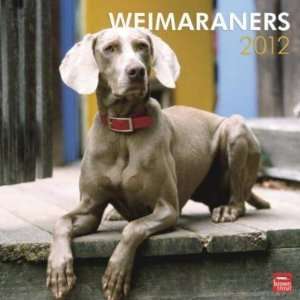  Weimaraners 2012 Wall Calendar 12 X 12