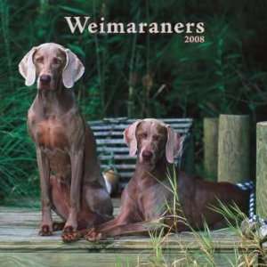  Weimaraners 2008 Wall Calendar