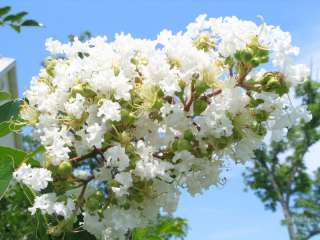   Myrtle (2   3 ft) White Flowering Tree with summer blooms  