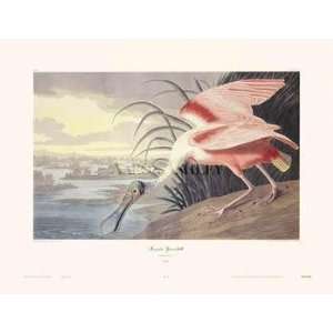  Roseate Spoonbill (Canv)    Print