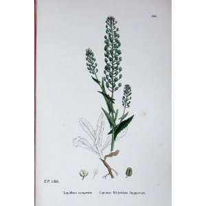  Botany Plants C1902 Common Mithridate Pepperwort