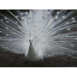  A Beautiful Albino Peacock (Pavo Species) Walks Toward the 