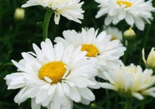 Paladin Shasta Daisy Perennial   Multi Layered Blooms  