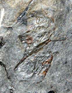 Arthropleura ???? . RARE  . Unknown Carboniferous Arthropod 
