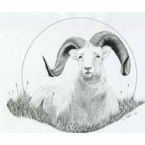  Matted Print   Dall Sheep
