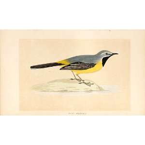  Grey Wagtail British Birds 1St Ed Morris 1851