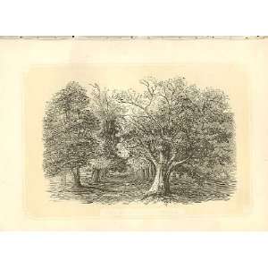  Ash Elm & Oak Trees 1860 Coloured Engraving Sepia Style 