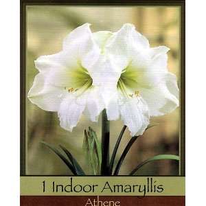  Indoor Amaryllis Kit   Athene   Pure White Patio, Lawn 