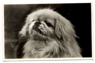 M1474 DOGS CUTE PEKINEES PEKINESE RPPC  