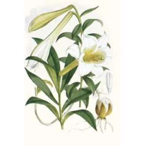  Lilium Neilgherriense by Elwes. Size 14.00 X 21.00 Art 